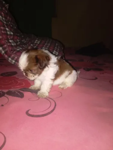Vende filhote de Shih tzu