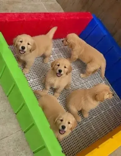 Filhotes de Golden retriever para doação