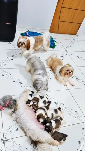 Shih-tzu fêmea