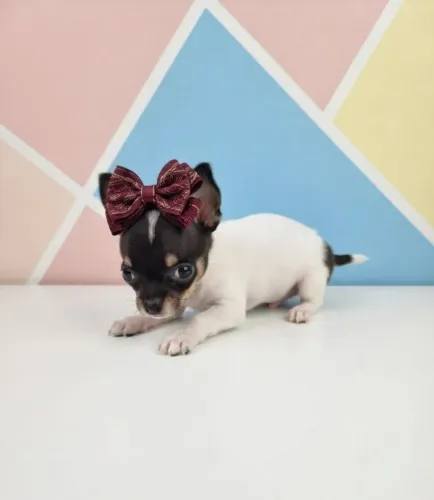Mini Pinscher Disponível