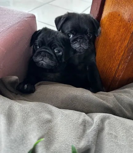Filhote de Pug 