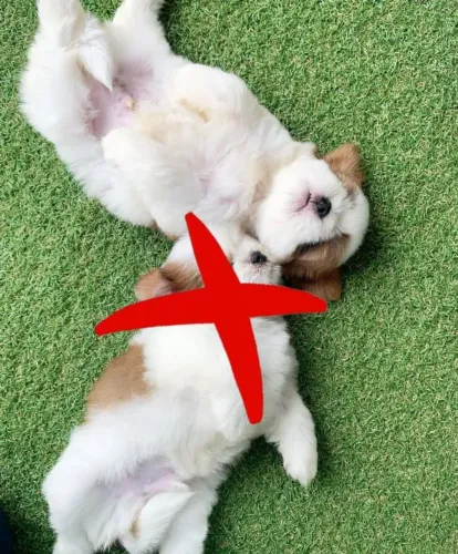 Shih tzu micro com pedigree!