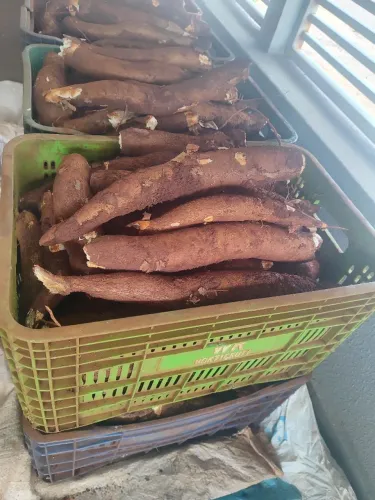 Mandioca amarelinha derretendo caixa 