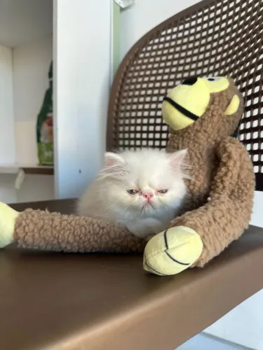 Gatos persas lindíssimos