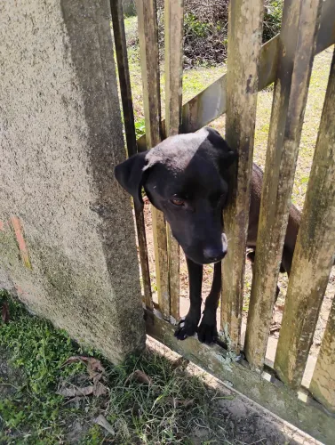 Adoção responsável urgente ?