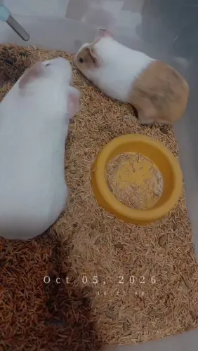 Porquinho da Índia