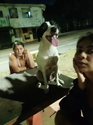 Cadela castrada para doação 