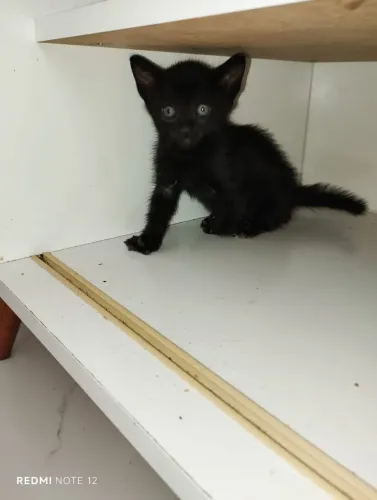 Doação Responsável - Casal de Gatinhos Filhotes