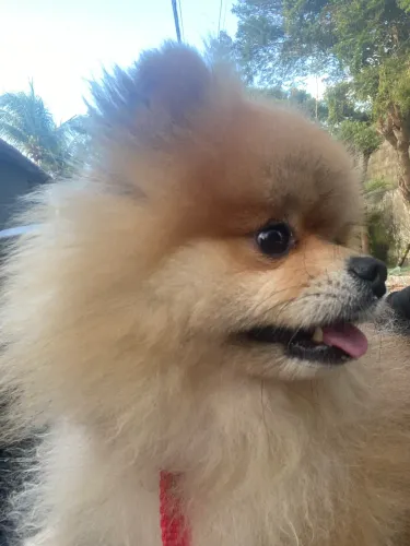 Lulu mini