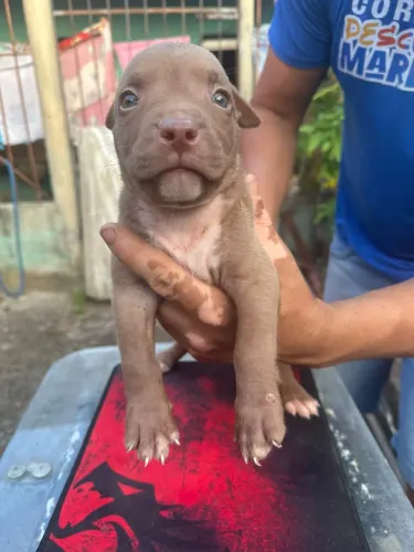 Pitbull