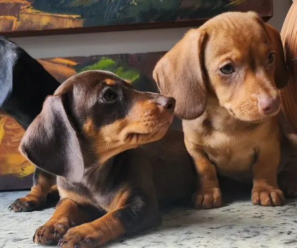 Lindos Basset a Pronta Entrega.  Com Pedigree!! 