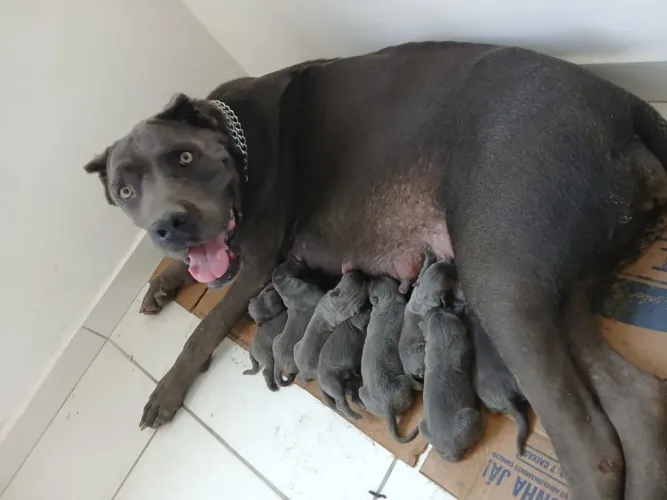 Cane corso italiano 