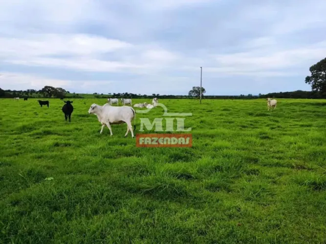 Fazenda 940 Alqueires (4.550 Hectares) Araguacema - TO