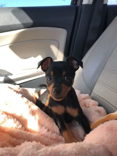 Filhotes De Pinscher - Cheios De Energia E Amor Para Dar