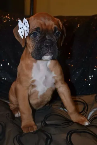 Filhotes De Boxer - Os Bebês Mais Fofos Do Mundo Canino Espera Por Você