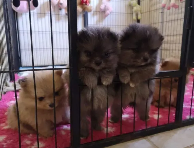 Lulu da Pomerânia 