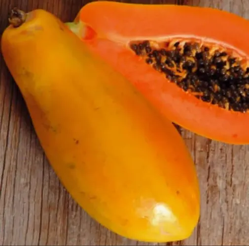 Mudas de mamão Formosa.