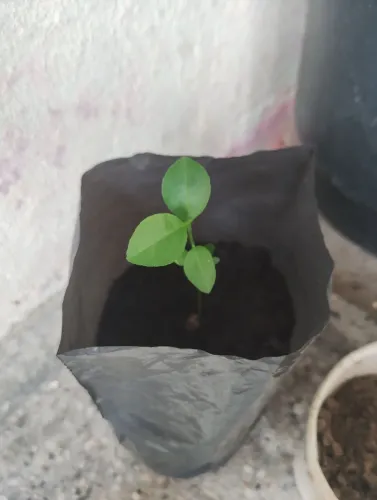 Mudas de LIMÃO TAITI, Acerola e Bananas Baier e prata e coco apartir de 25,00
