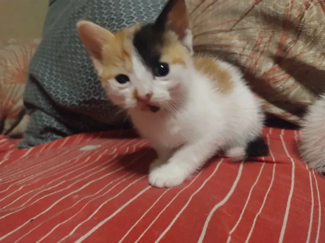 Doação responsável 