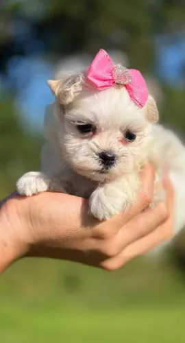 maltês perfeita