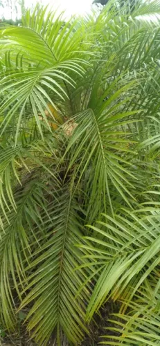 Palmeira fênix 