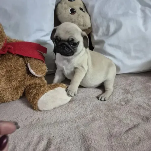 Pug Bolinhas de Pelo Cheias de Amor
