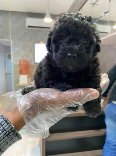 Poodle toy Pacelamento sem juros no cartão.