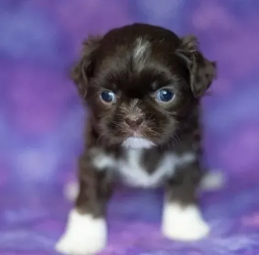 Filhote de Shih-Tzu Macho: Carinho, Lealdade e Encanto