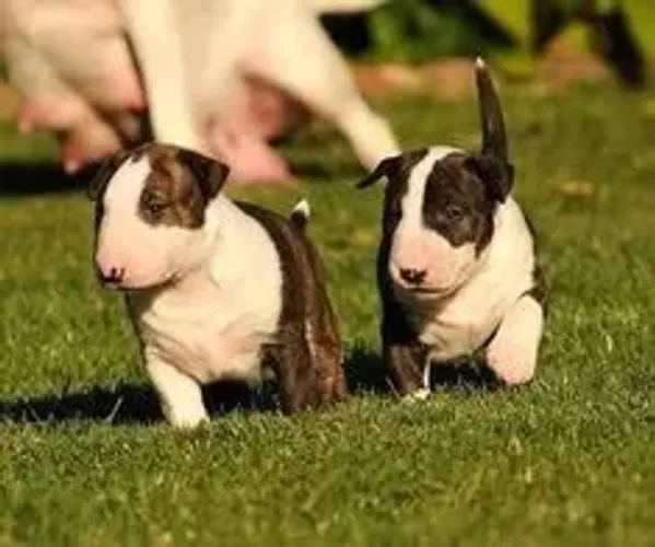 Excelentes Bull Terrier disponíveis
