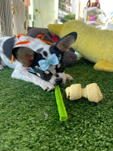Fêmea de chihuahua pelo curto já com as vacinas de vírus importada $5,500,00