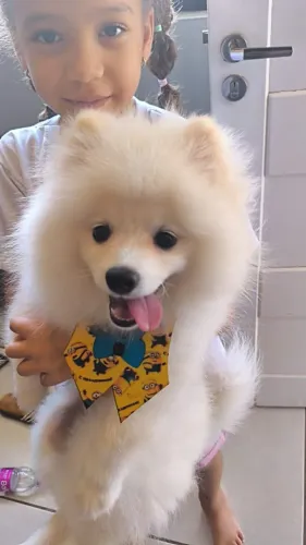 Cachorro splitis alemão anão