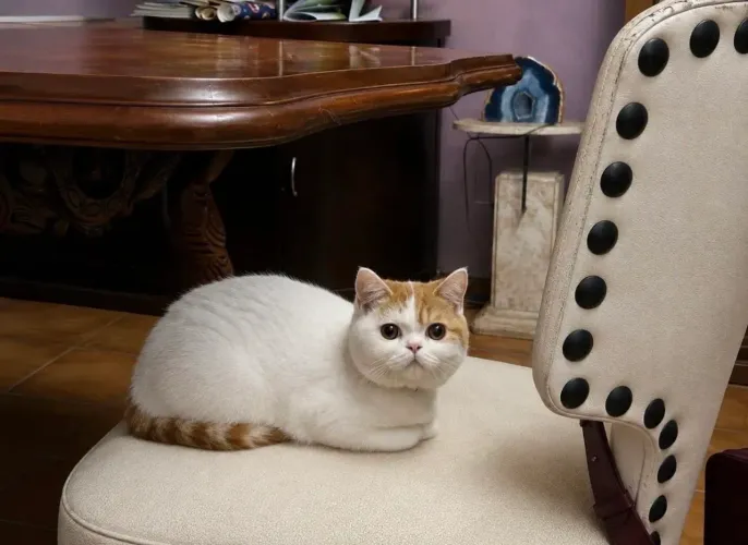 British shorthair. Com pedigree! Bicolor