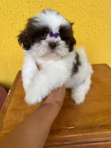 Shih-tzu femea vacinada 
