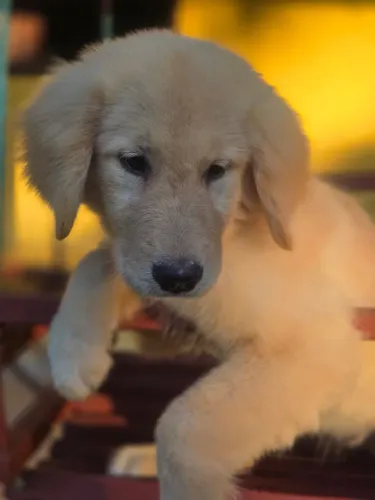 Golden retriever