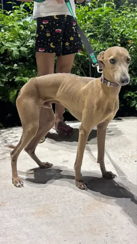 Cachorro Galgo Italiano Macho
