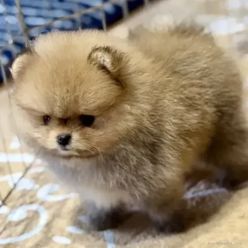 Filhotinhos charmoso e lindo Spitz Alemão/ Lulu da Pomerânia/ anão/ anãozinho