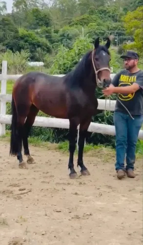 Vendo cavalos mangalarga marchador éguas e cavalos com registros e sem registro