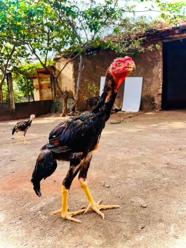Índio Bico Curto Boiadeiro 