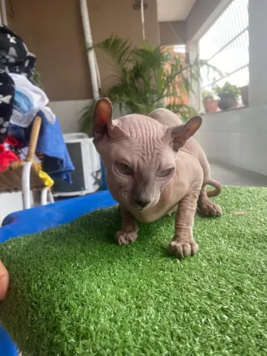 VENDO GATA SPHYNX