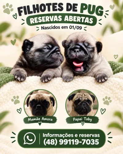 Filhotes de Pug