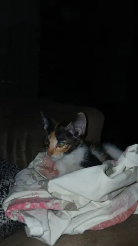 Gata para Doação 