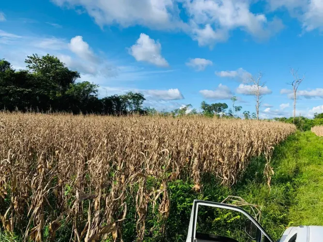 Fazenda para venda com 150 hectares com casa, deposito, curral em  Moju - PA
