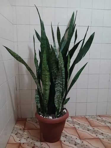 Planta Espada de São Jorge 1,4 cm