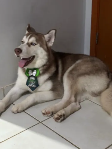 Husky Siberiano macho de 6 meses de idade super dócil e carinhoso 