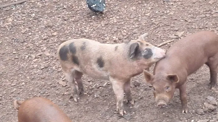 Animais a venda