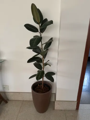 Planta ficus elástica 2m com vaso 