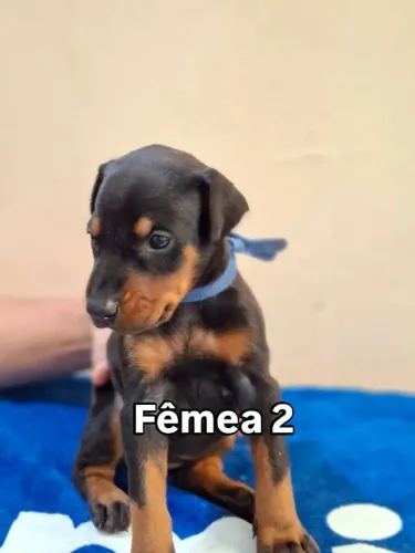 Filhotes de Dobermann Linhagem de Trabalho Pedigree CBKC