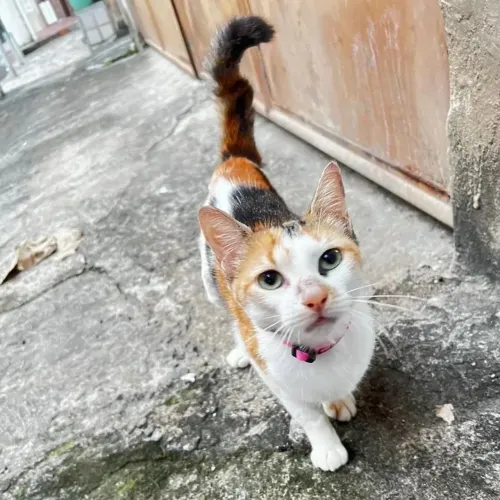 Gatinha fêmea castrada