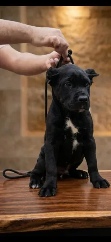 Filhotes de Cane Corso ( Excelente Pedigree)
