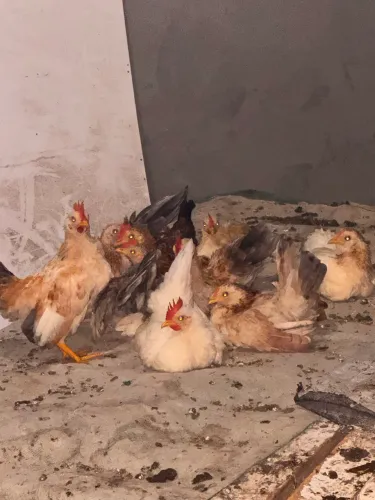 Frangos serama com nagazak 